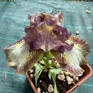 Iris ‘Saperlipopette’ – Iris Barbata Nana Rosa-Viola