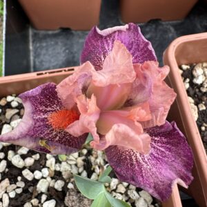 Iris ‘Lunatic Party’ – Iris Barbata Nana Rosa e Rosso-Viola