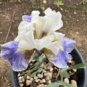 Iris ‘Sitby’ – Iris Barbata Nana Bianca e Azzurro-Viola