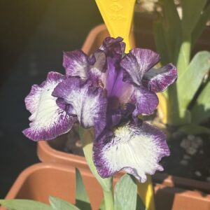 Iris ‘Nénette’ – Iris Barbata Nana Bianca e Rosa-Porpora