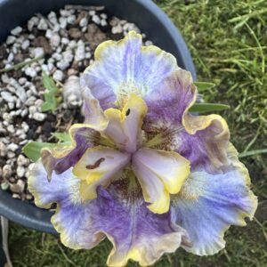Iris ‘Crête D’Or’ – Iris Barbata Nana Viola e Crema
