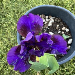 Iris ‘Vlastelin Kolets’ – Iris Barbata Nana Viola e Bordeaux