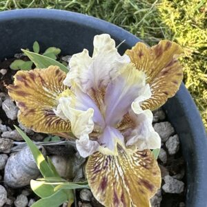 Iris ‘Plamka’ – Iris Barbata Nana Lavanda e Bruno Oliva