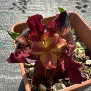 Iris ‘Prysmak Mokko’ – Iris Barbata Nana Bordeaux