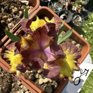 Iris ‘Ringer’ – Iris Barbata Nana Gialla e Prugna