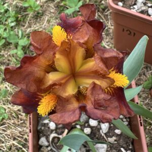 Iris ‘Roaring Fire’ – Iris Barbata Nana Albicocca e Granato
