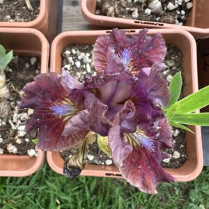 Iris ‘Irish Ruby’ – Iris Barbata Nana Rosso Porpora
