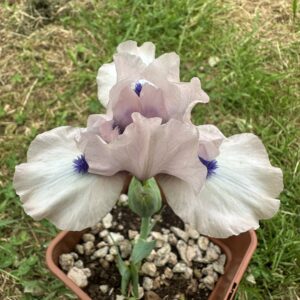 Iris ‘Gate To Paradise’ – Iris Barbata Nana Rosa e Bianca