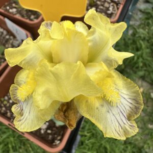 Iris ‘Fishnet Stockings’ – Iris Barbata Nana Luminata Gialla e Viola