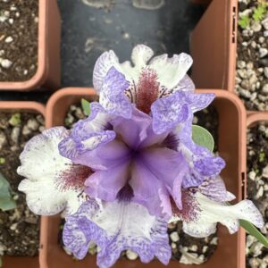 Iris ‘Swizzle Sticks’ – Iris Barbata Nana Plicata Rosa e Viola