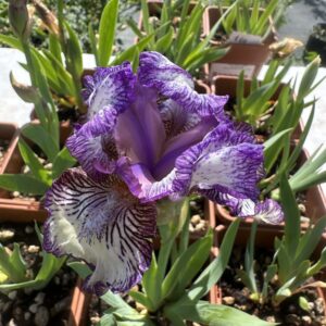 Iris ‘Sangone’ – Iris Barbata Intermedia Plicata Viola