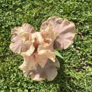 Iris ‘Ticklish’ – Iris Barbata Intermedia Pesca e Rosa