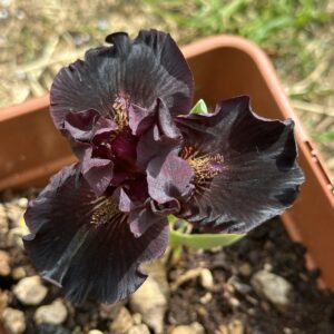 Iris ‘Devil Baby’ – Iris Barbata Nana Rosso-Nera