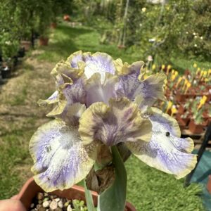 Iris ‘Whee’ – Iris Barbata Nana Bianca e Lilla