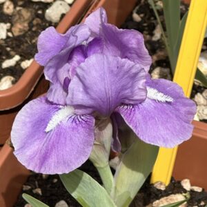 Iris ‘Trescols Fancy’ – Iris Barbata Nana Malva