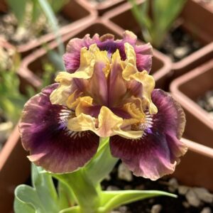Iris ‘Debonair Bear’ – Iris Barbata Nana Rosa e Rubino