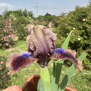Iris ‘Vechory Na Khutori’ – Iris Barbata Nana Bruno-Viola