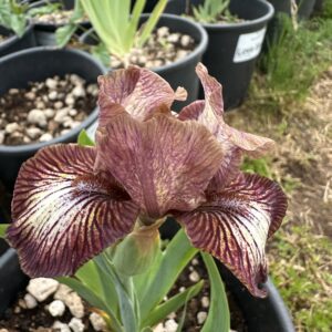 Iris ‘Ultima Neve’ – Iris Barbata Nana Plicata Bianca e Castagna