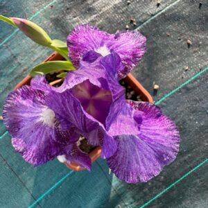 Iris ‘Zinzin’ – Iris Barbata Nana Bianca e Viola