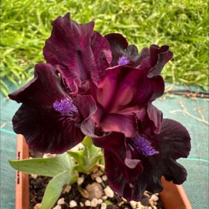 Iris ‘Frankenberry’ – Iris Barbata Nana Rosso-Viola Scuro