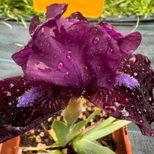 Iris ‘Damnation’ – Iris Barbata Nana Rosso Porpora