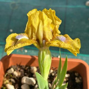 Iris ‘Gimme Red’ – Iris Barbata Nana Gialla e Bruno-Viola