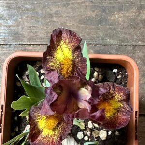 Iris ‘Firestorm’ – Iris Barbata Nana Bordeaux e Gialla