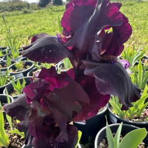 Iris ‘Midnight Run’ – Iris Barbata Intermedia Porpora Scuro