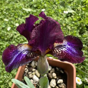 Iris ‘Grape Blitz’ – Iris Barbata Nana Viola Profumata