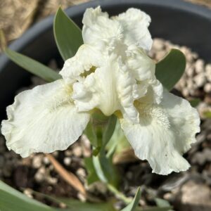 Iris ‘Pure Allure’ – Iris Barbata Nana Bianca
