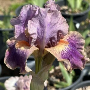 Iris ‘Bugaboo’ – Iris Barbata Intermedia Viola e Albicocca
