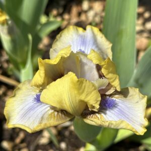 Iris ‘Just A Kid’ – Iris Barbata Nana Gialla e Azzurra
