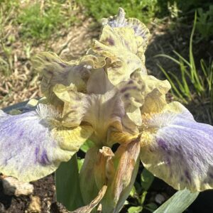 Iris ‘Leopard Print’ – Iris Barbata Nana Maculata Viola