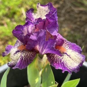 Iris ‘Jennyanydots’ – Iris Barbata Nana Plicata Viola