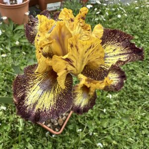 Iris ‘Petit Tigre’ – Iris Barbata Intermedia Gialla e Bronzo