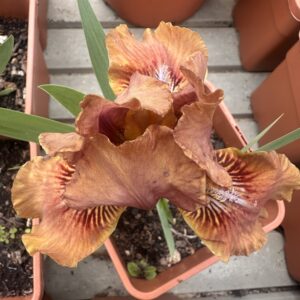 Iris ‘Master Of Chocolate’ – Iris Barbata Nana Marrone Profumata