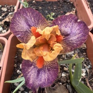 Iris ‘Martian’ – Iris Barbata Nana Giallo-Viola