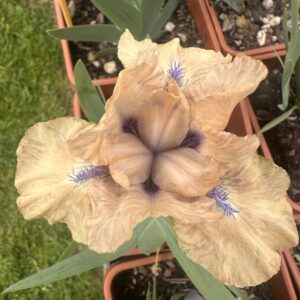 Iris ‘Sitting Pretty’ – Iris Barbata Nana Rosa e Bianco
