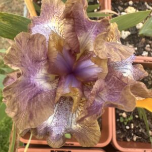 Iris ‘Oddbod’ – Iris Barbata Nana Luminata Profumata