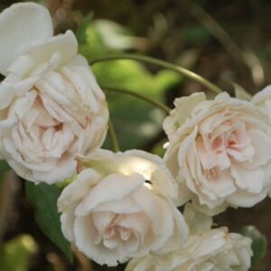 Rosa ‘Cels Multiflora’ – Rosa Tea Antica Rifiorente