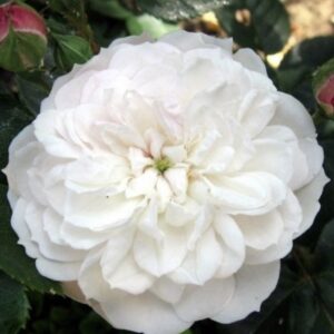 Rosa ‘Claudia Augusta’ – Noisette Rampicante Bianca