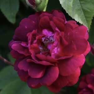 Rosa ‘Dis Moi Qui Je Suis’ – Gallica Viola Profumata
