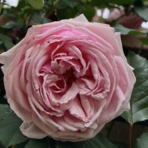 Rosa ‘Emmanuella de Mouchy’ – Ibrido di Gigantea Rampicante