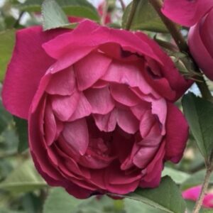 Rosa ‘Fulgens’ – Rosa Cinese Rosso Cremisi