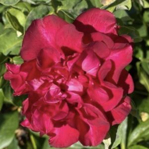Rosa ‘Général Galliéni’ – Rosa Tè Rosso Ramato Rifiorente