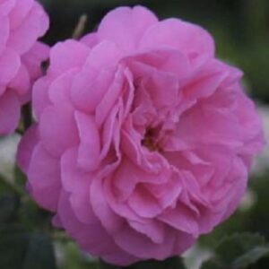 Rosa ‘Gros Choux d’Hollande’ – Centifolia Rosa Profumata