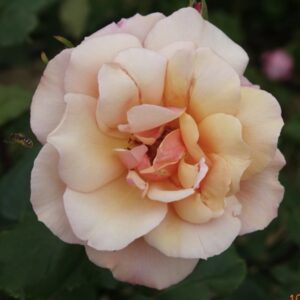 Rosa ‘Gruss an Coburg’ – Ibrido di Tea Albicocca Profumato