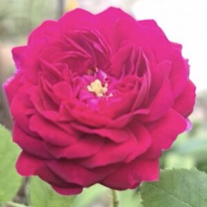 Rosa ‘Henri Martin’ – Rosa Muscosa Cremisi Profumata