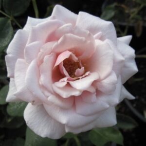 Rosa ‘Hovyn de Tronchère’ – Rosa Tè Ramata Profumata