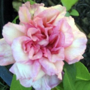 Rosa ‘J. E. Murphy’s Pink Tea’ – Rosa Tè Ritrovata